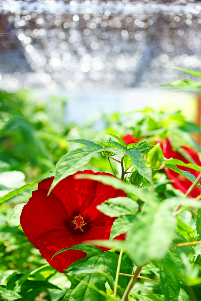 タイタンビカス ②