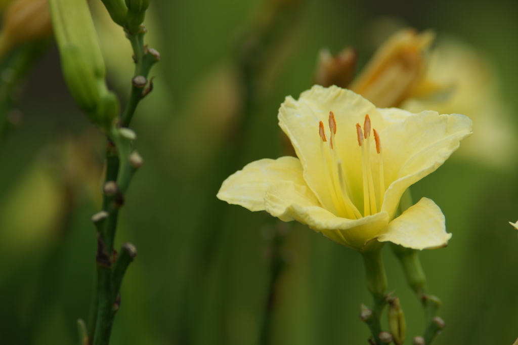 雨上がりの花菜ガーデンにて 6/27 DSC01812
