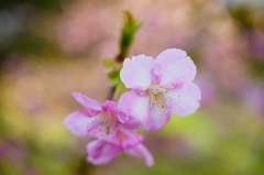 伊豆土肥 白浜桜の里 2016 2/11 DSC05592