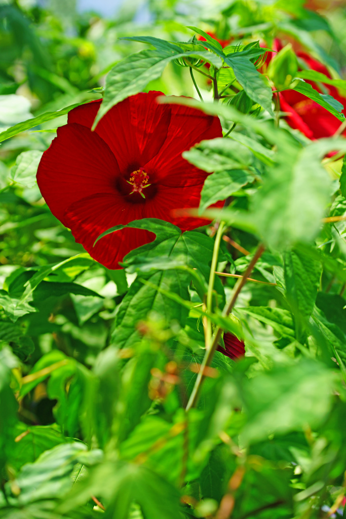 タイタンビカス ①