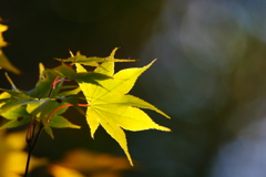 見上げると It's a beautiful ! ～箱根～