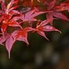 晩秋のモミジ ②