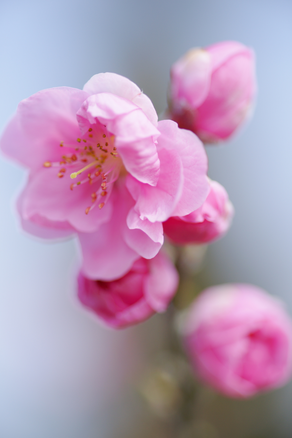 ハナモモ 花菜ガーデン 2016 3/5 DSC03382