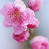 ハナモモ 花菜ガーデン 2016 3/5 DSC03382