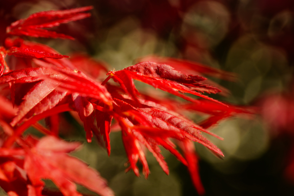 ぶらっと北鎌倉～春紅葉～③