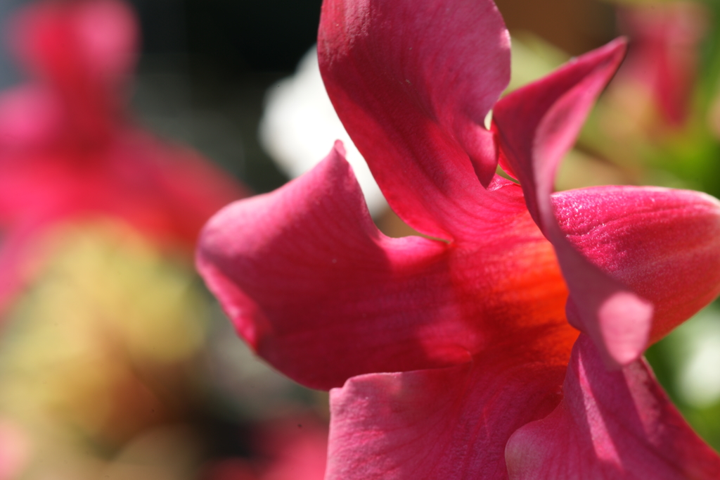 ぶら散歩 弥勒寺 7/25 DSC03557