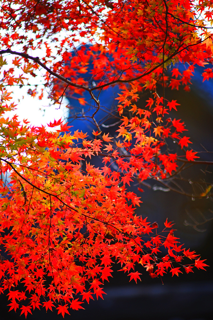 晩秋の妙本寺～艶やかなり ⑤