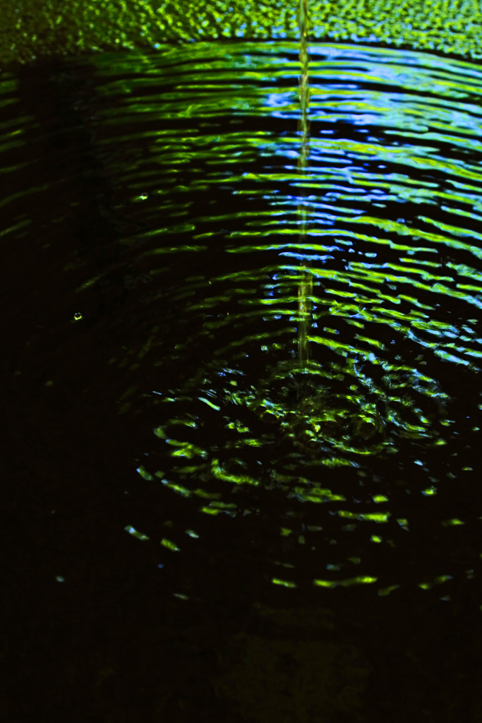 静寂な杜の水鏡に映る新緑の波紋