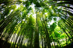 竹林の世界～報国寺～⑤