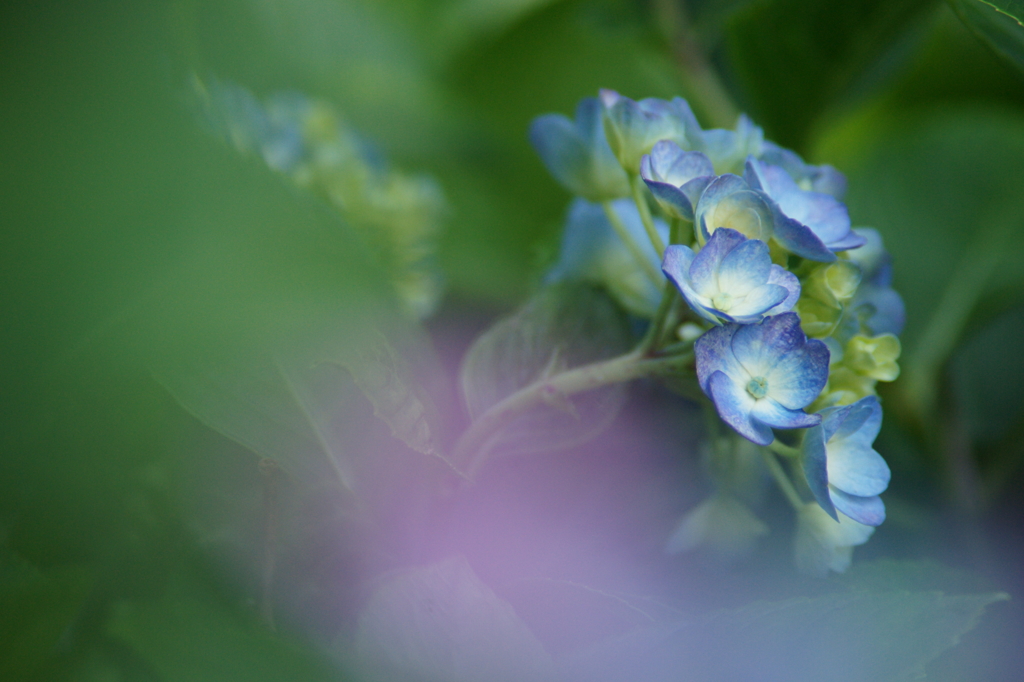 横須賀菖蒲園にて 6/6 DSC01005