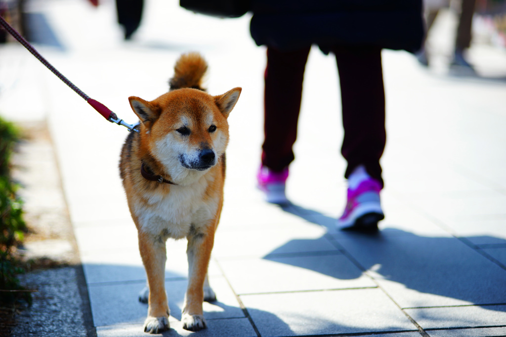 御主人まだかな～…って顔してるよ