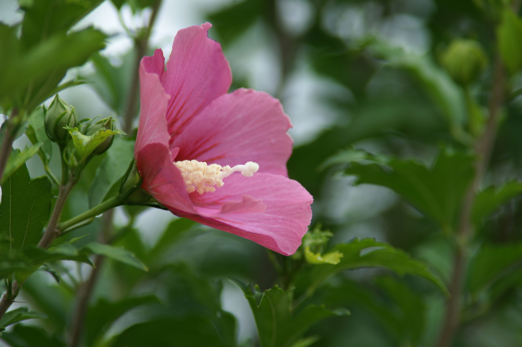 雨上がりの花菜ガーデンにて 6/27 DSC01544
