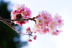 春めき桜...桃色吐息 ⑧