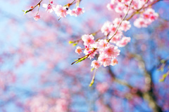 青空に御殿場桜が咲き乱れて...