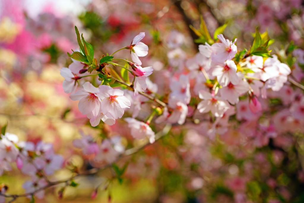 桃源郷の御殿場桜 ④