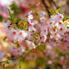 桃源郷の御殿場桜 ④