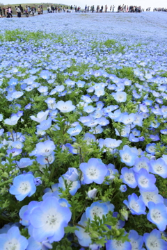 いざ、国営ひたち海浜公園 2016 4/23 DSC_0282
