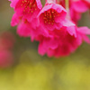 寒緋桜にヒュウガミズキの彩りを添えて...