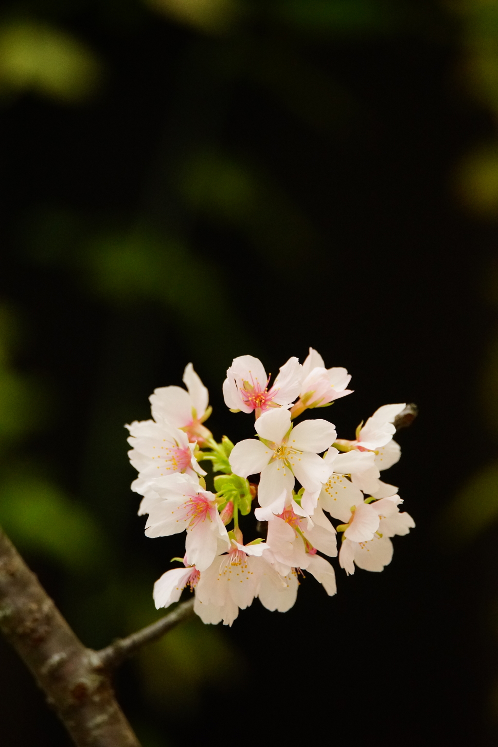 開花した玉縄桜 ②