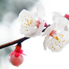 淡いピンクの蕾が花開かせて…桃梅花