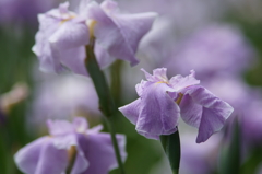 横須賀菖蒲園にて 6/6 DSC00721