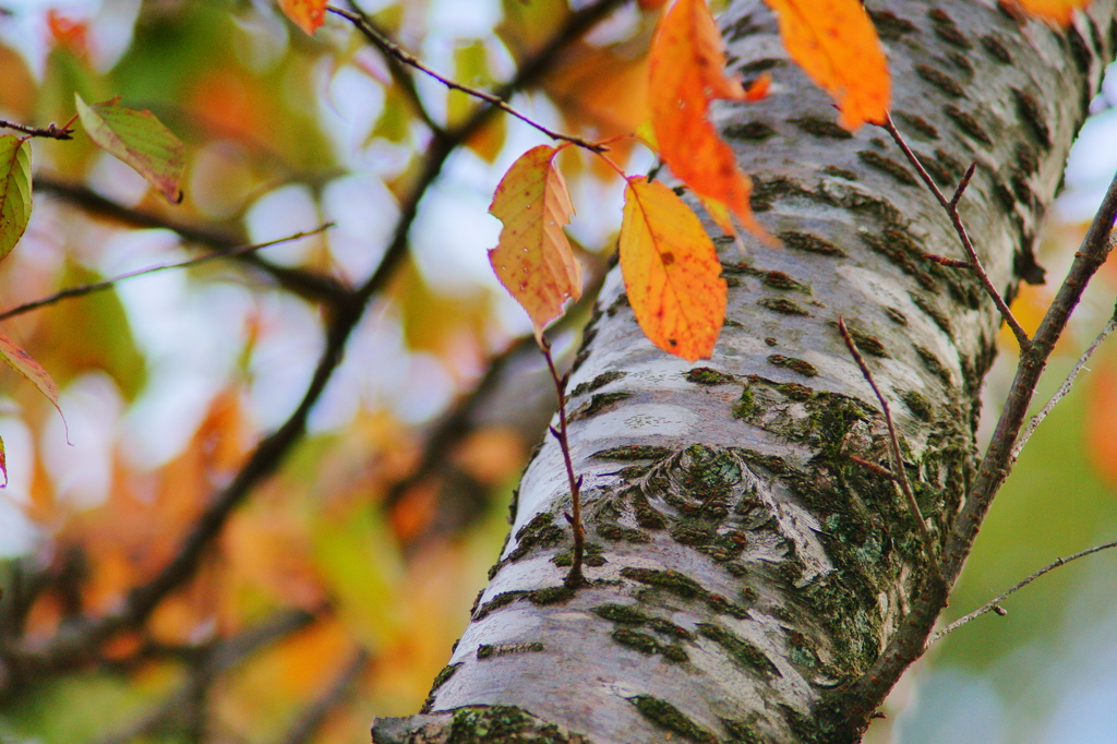 ちょっぴり紅葉狩り ぶら散歩 箱根 2015 10/31 DSC09255