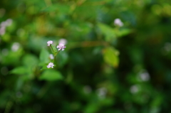 ぶら散歩 鎌倉広町 10/4 DSC00052