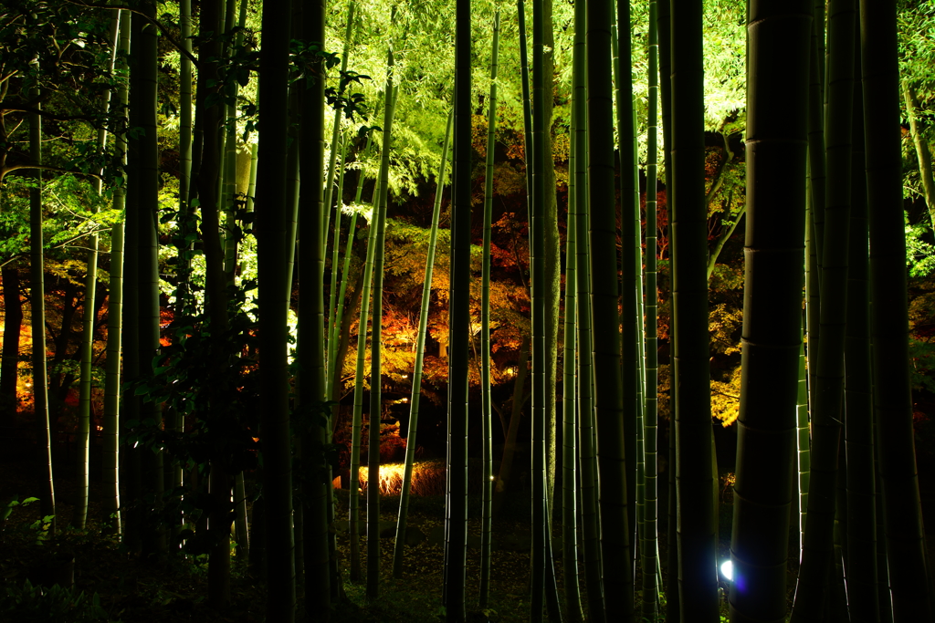 幻想的な光景 ～大磯城山公園～