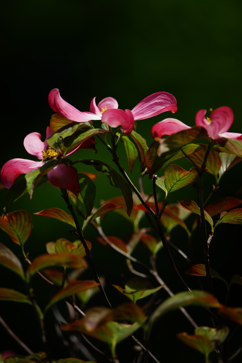 春を彩った薄紅の花水木...また来年会おうね ①