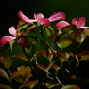 春を彩った薄紅の花水木...また来年会おうね ①