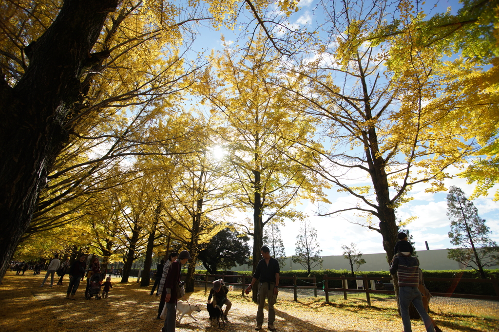 黄葉・紅葉 ぶら散歩 国営昭和記念公園 2015 11/15DSC01487