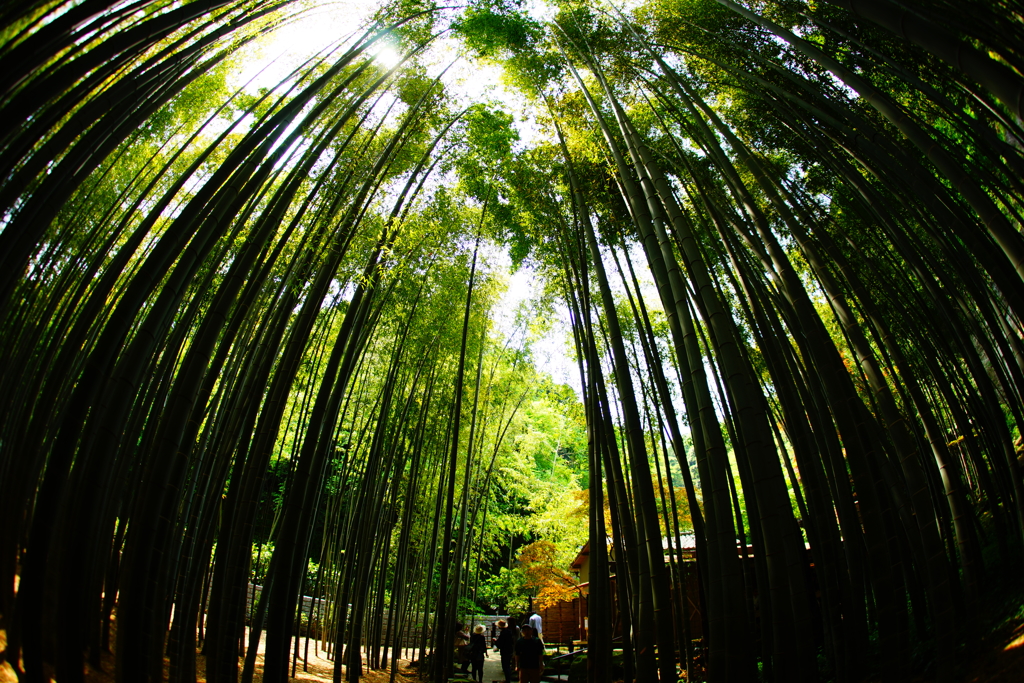 竹林の世界～報国寺～⑨