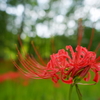 赤い絨毯めざして開花中　DSC00915