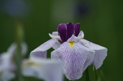 横須賀菖蒲園にて 6/6 DSC00742