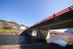 河津桜まつり 2016 2/21 DSC02962