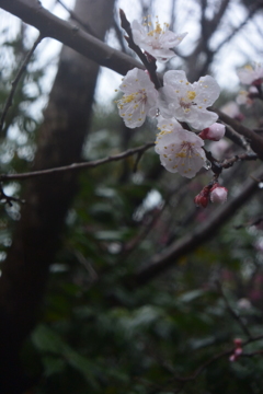 梅 雨の長久保公園 20160319 DSC_2378