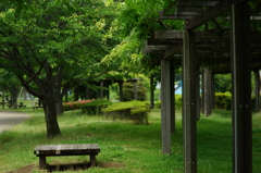 桜並木 来春を楽しみに 引地川親水公園 2016 5/28  DSC03284