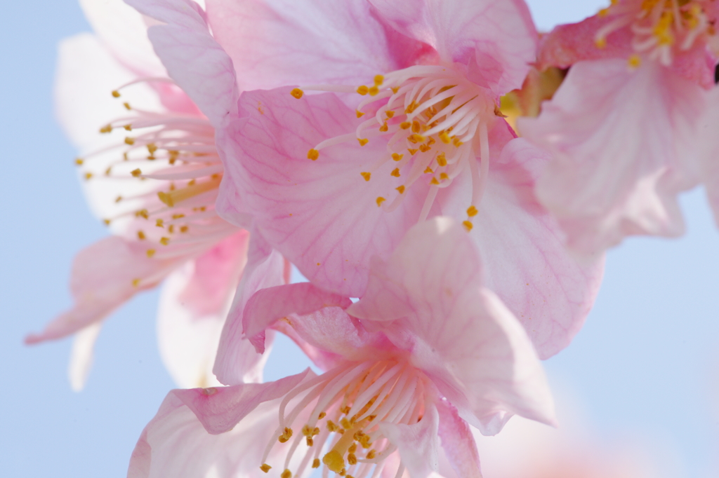 河津桜 花菜ガーデン 2016 3/5 DSC03627