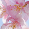 河津桜 花菜ガーデン 2016 3/5 DSC03627