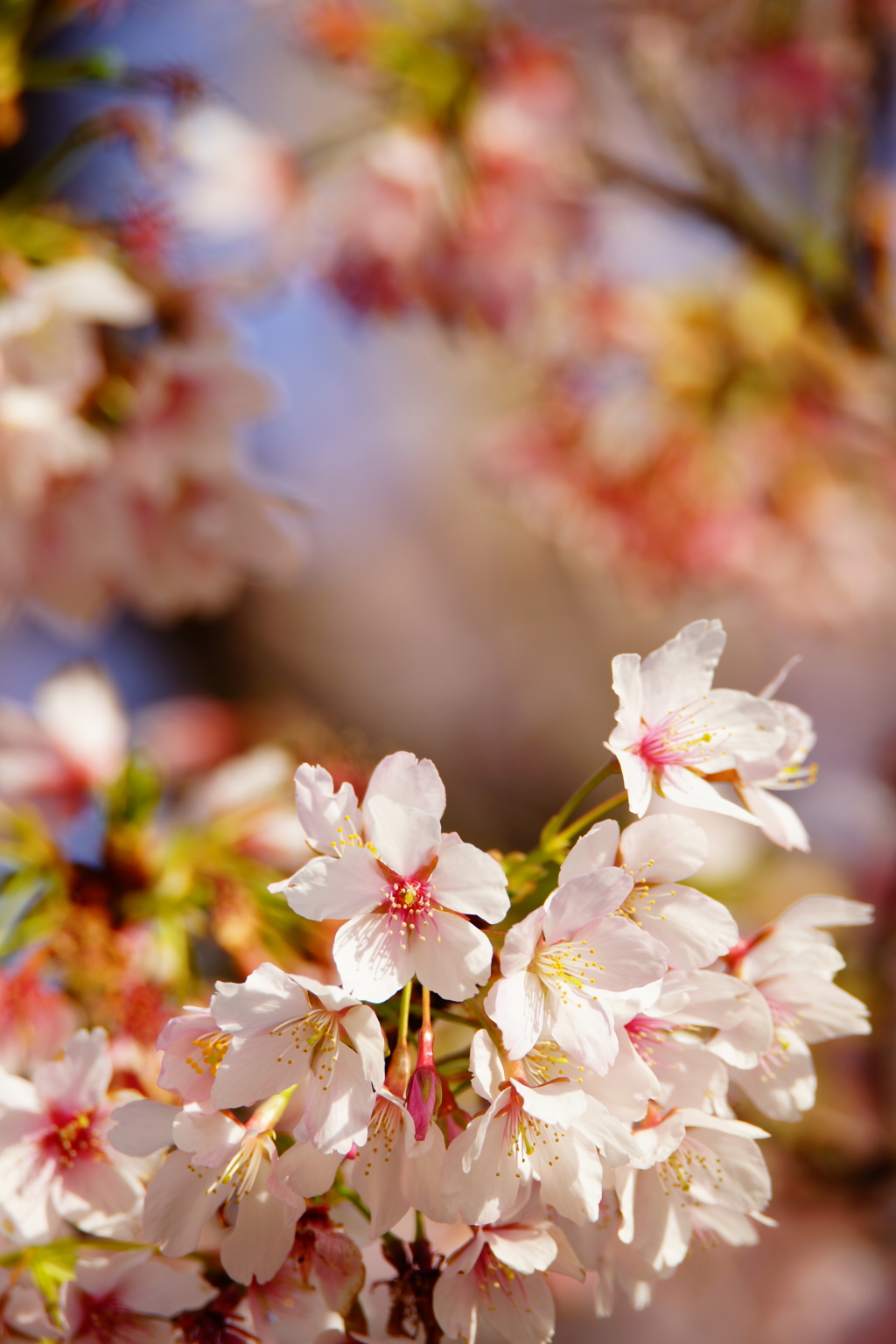 サヨナラ玉縄桜...また逢う日まで