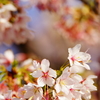 サヨナラ玉縄桜...また逢う日まで