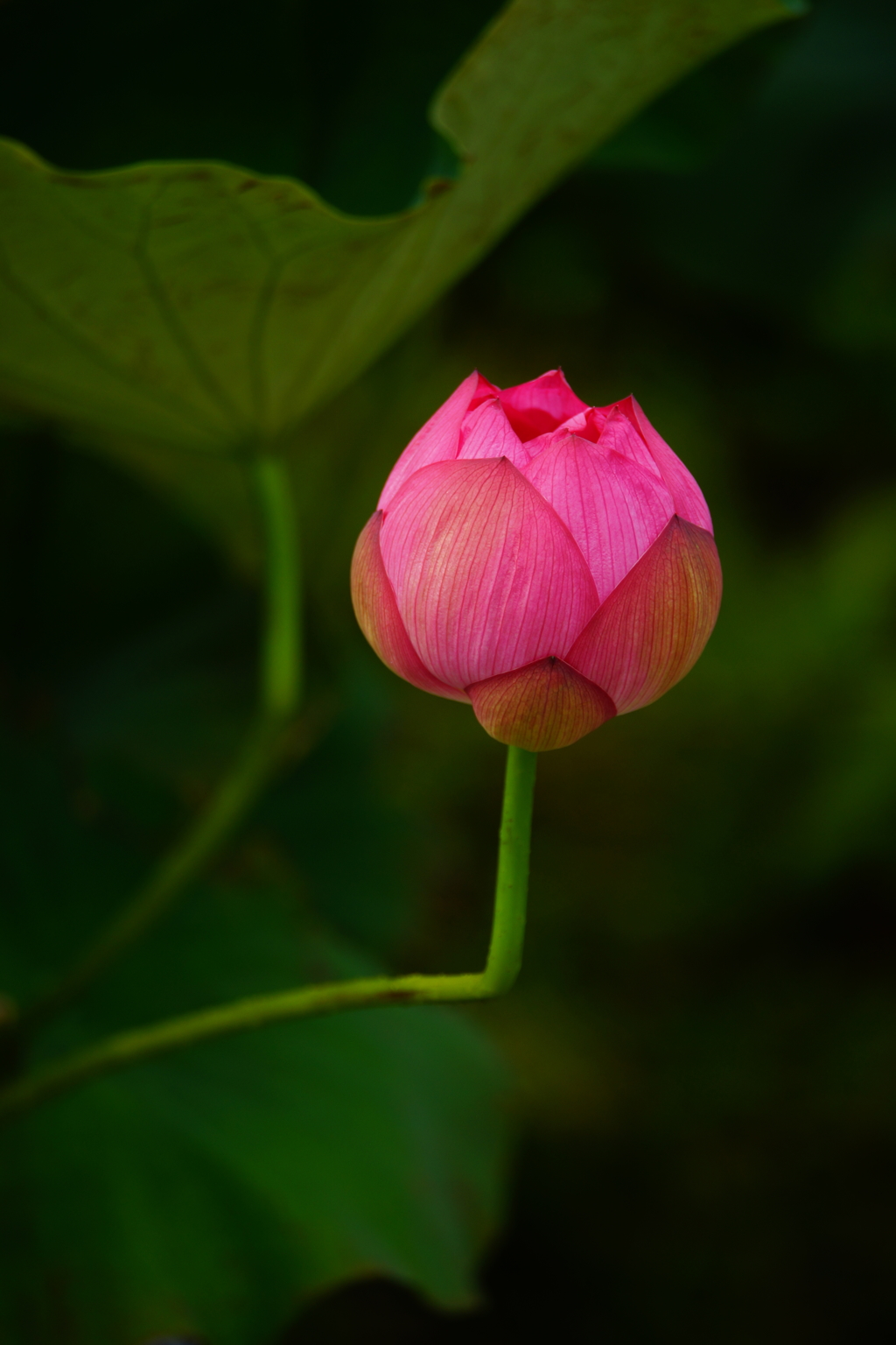 極楽の花開く季節 ②