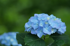 横須賀菖蒲園にて 6/6 DSC00447