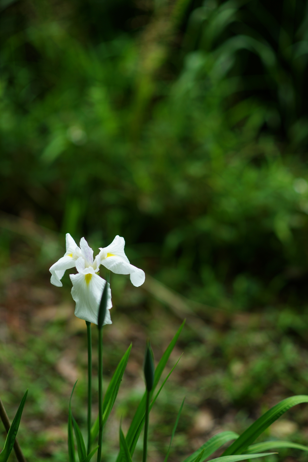 谷戸の花 2016 5/28 DSC03419