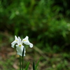 谷戸の花 2016 5/28 DSC03419