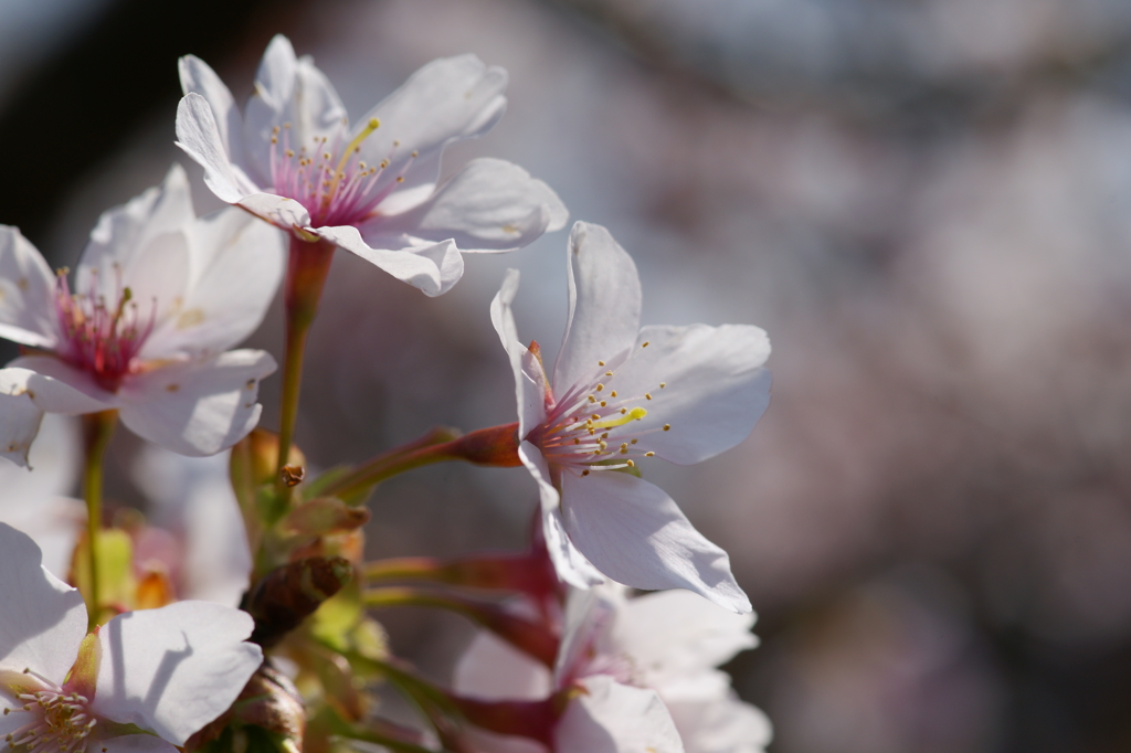 玉縄桜 フラワーセンター大船植物園 2016 2/27 DSC03123