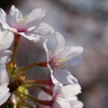 玉縄桜 フラワーセンター大船植物園 2016 2/27 DSC03123