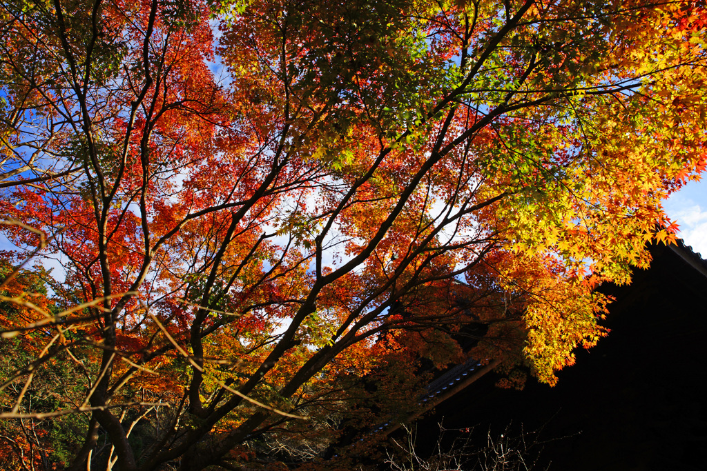 晩秋の妙本寺～紅葉の見納めに