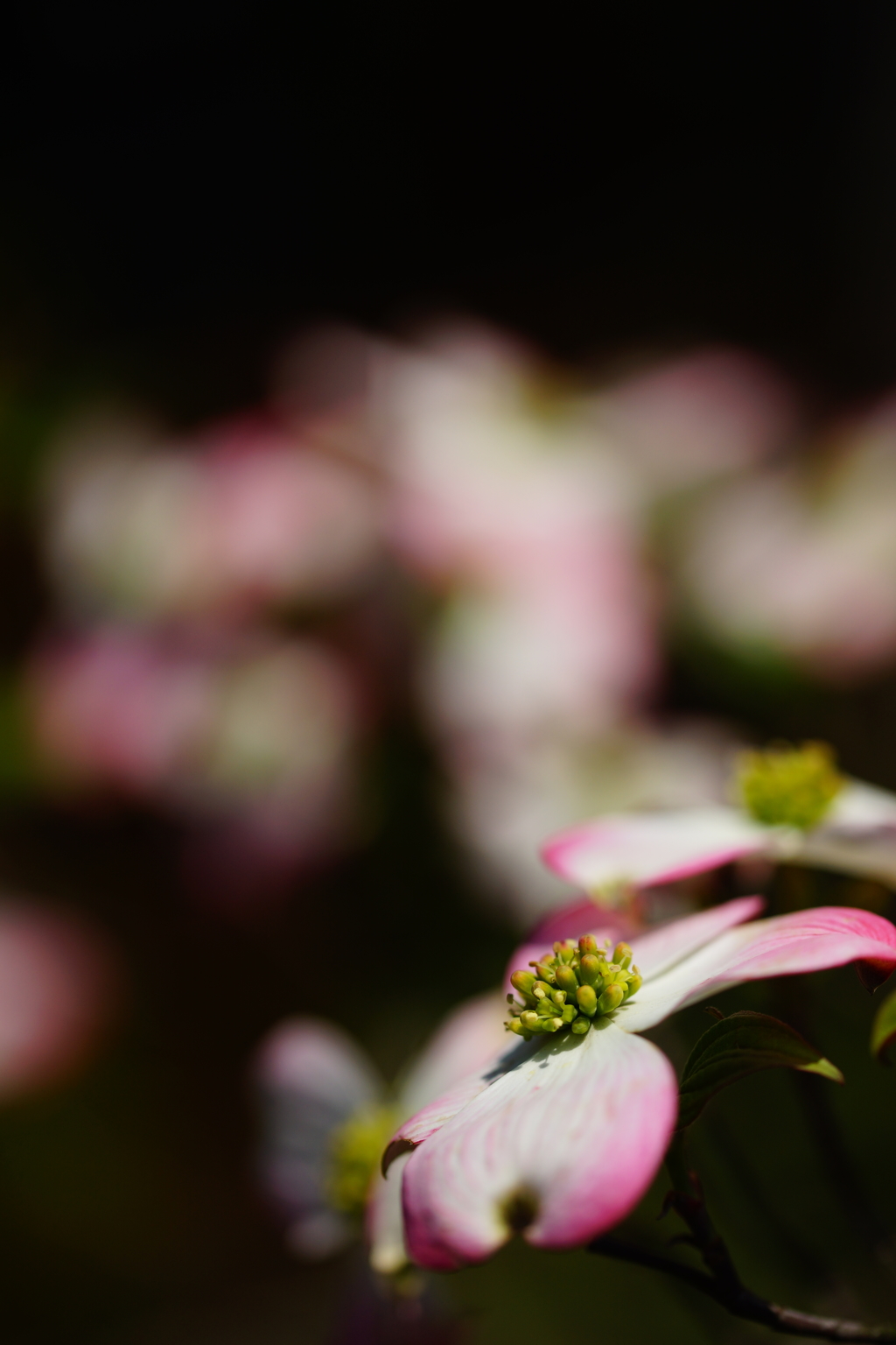 街中で見かけた春の花々～ハナミズキ～①