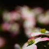 街中で見かけた春の花々～ハナミズキ～①